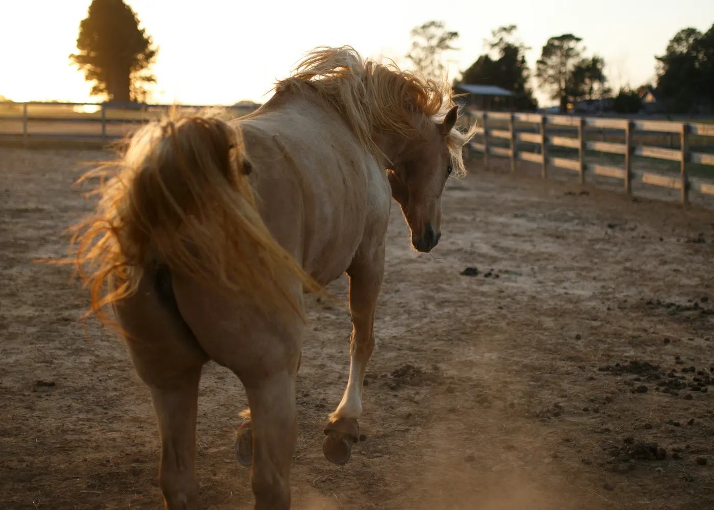 Caballo levantando polvo al atardecer en un rancho